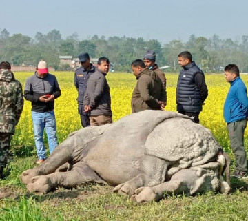 ६ महिनामै चितवनमा १९ गैँडा मरे